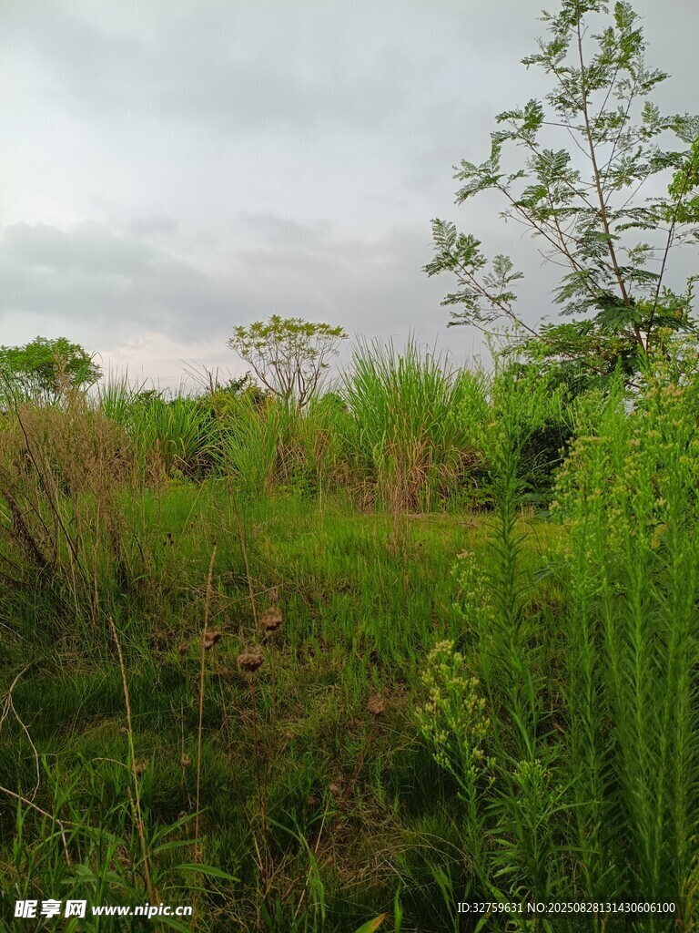 野外绿意盎然的草地景观