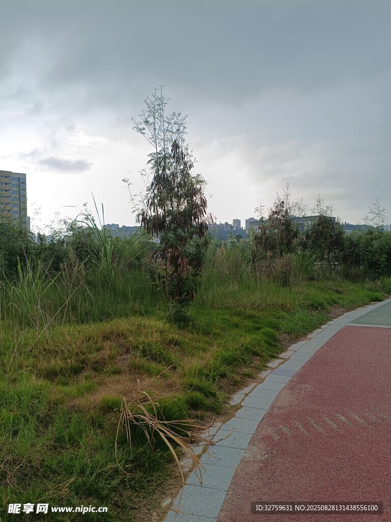 雨后乡间小路旁的绿植