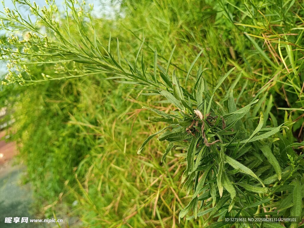 翠绿茂盛的丛生植物