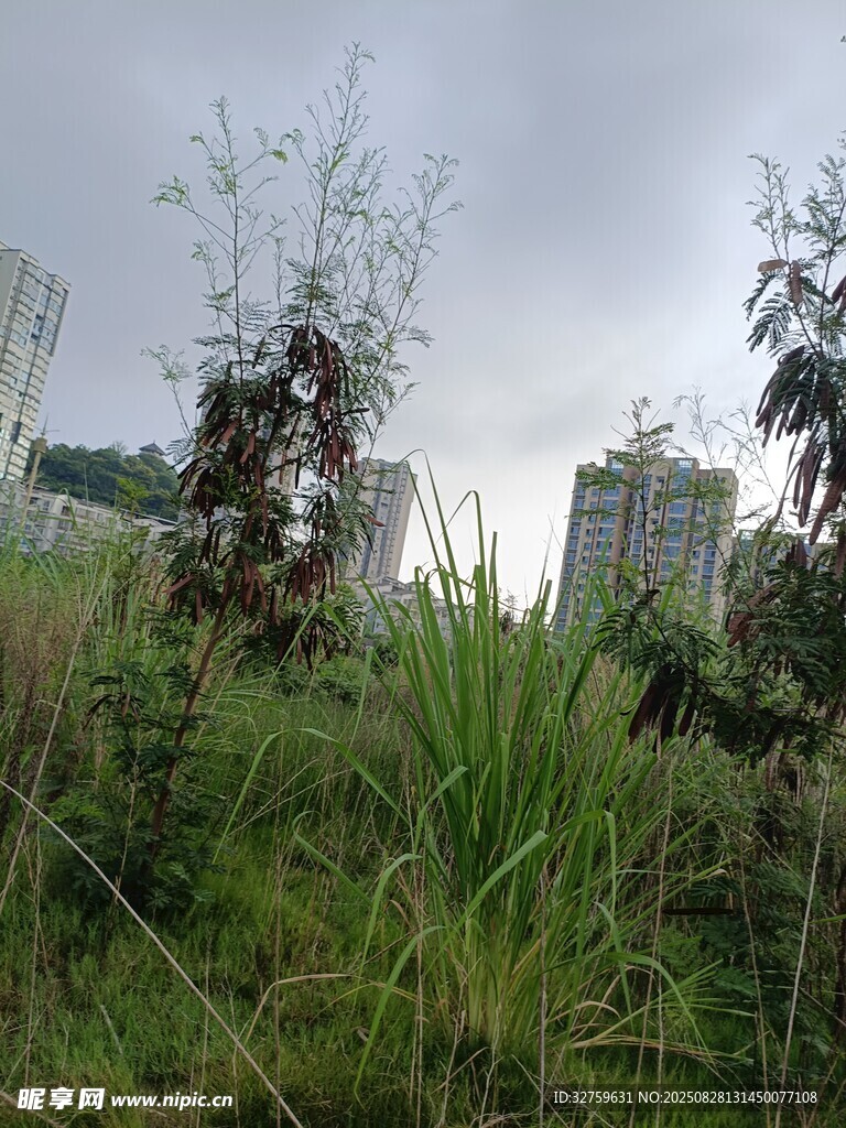 雨中草地与远处高楼景象