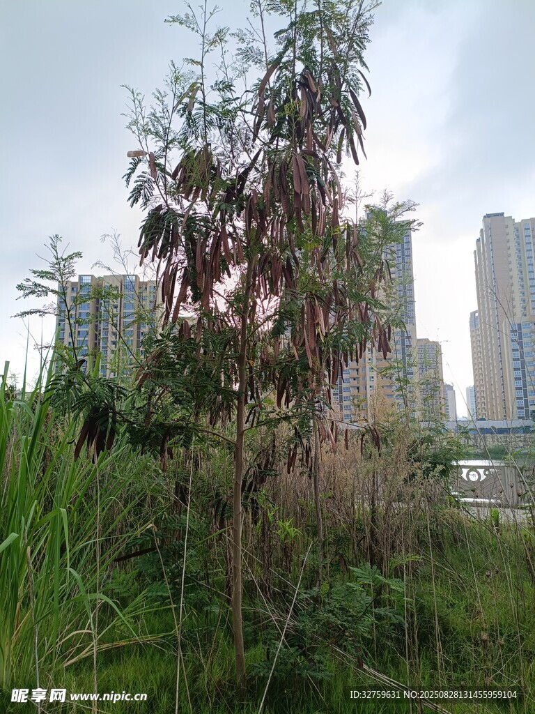 城市边的野生植物景观