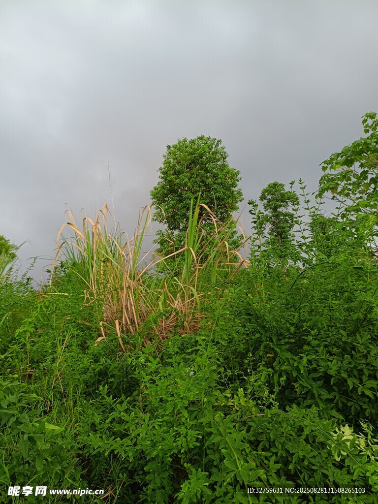 野外茂密绿植景观