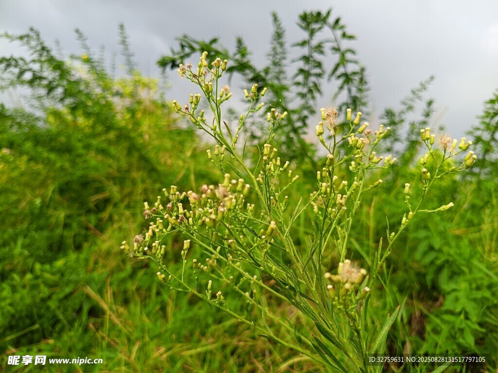 野外繁茂的绿色植物景观