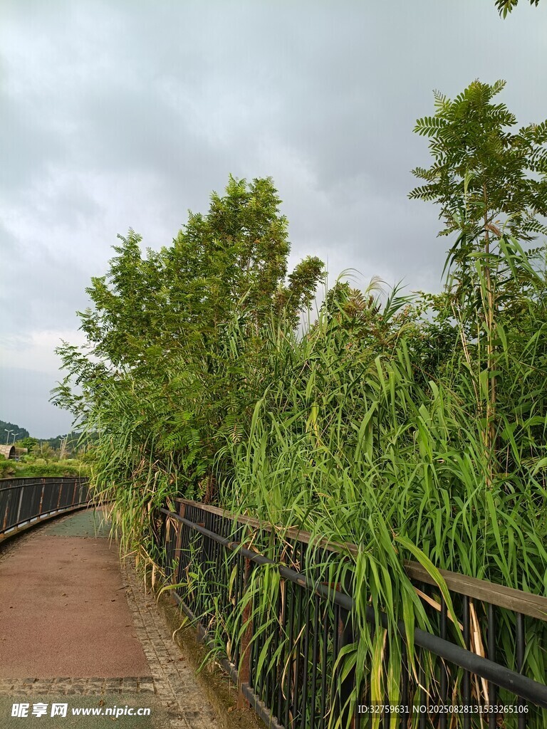 小径旁的葱郁绿植