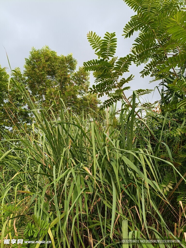 野外茂盛的绿色植物景观