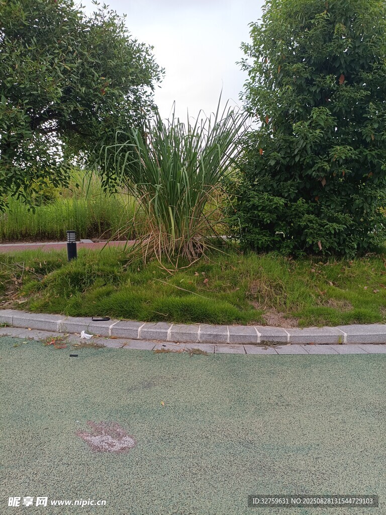 路边绿植景观