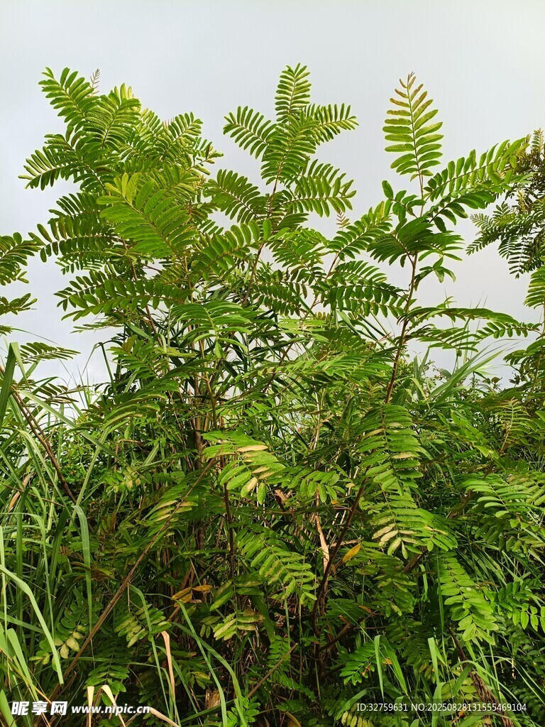 野外生长的绿色植物