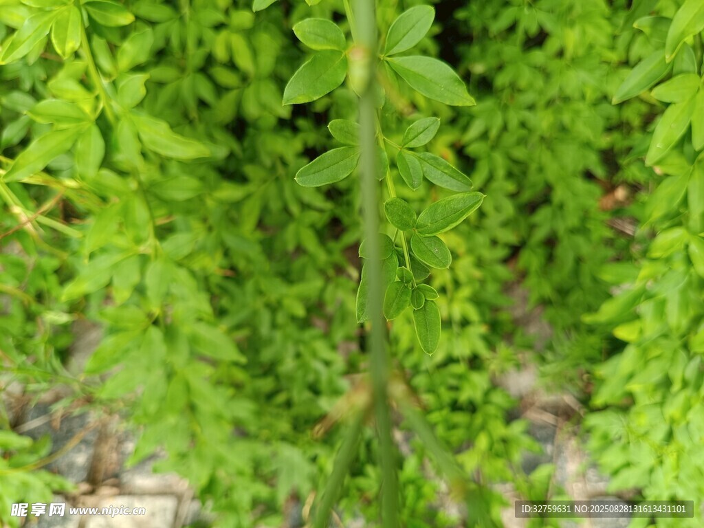 翠绿繁茂的植物枝叶