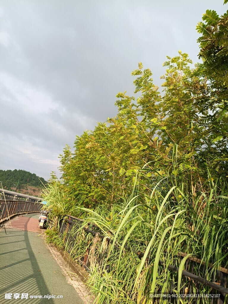 乡间小径旁的葱郁绿植