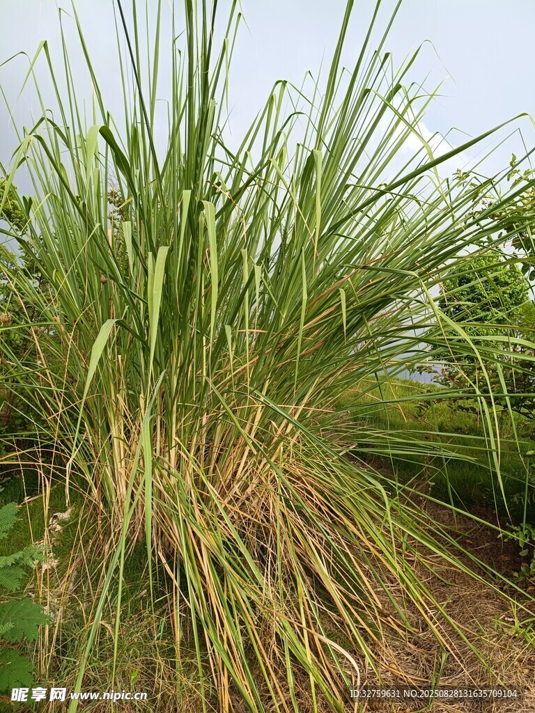 茂盛的野外绿色草丛