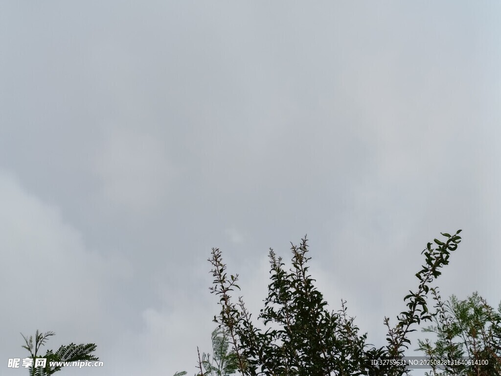 天空下的树梢景色