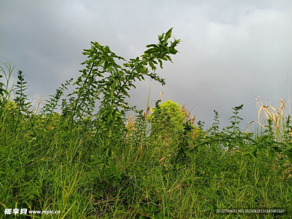 野外绿色植物与阴沉天空