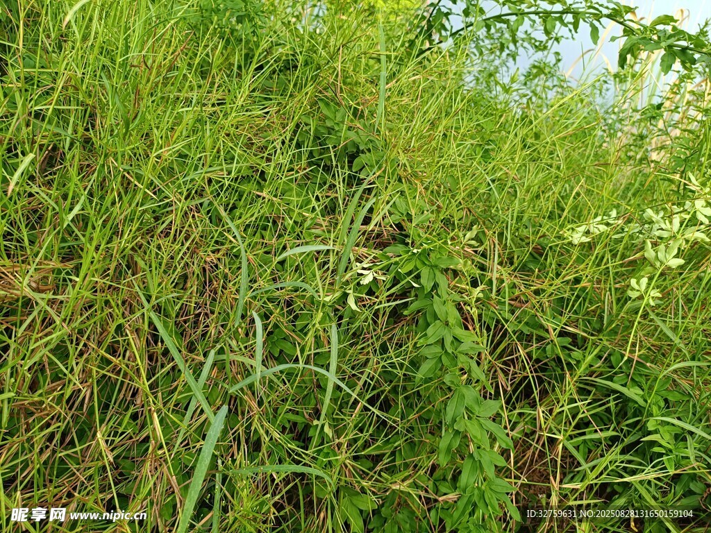 茂盛的绿色草丛景观