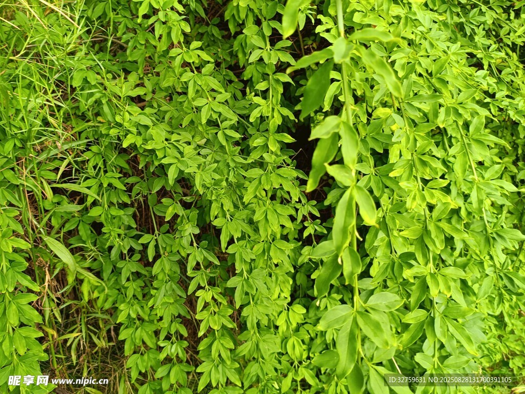 翠绿藤蔓植物自然景观