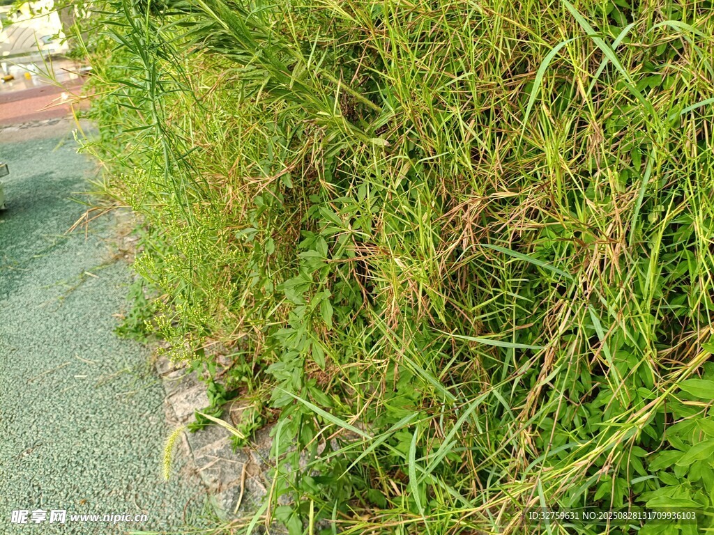 路边翠绿茂盛的草丛