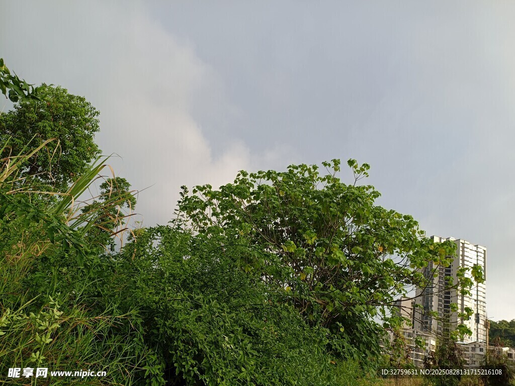 绿树成荫的自然景致