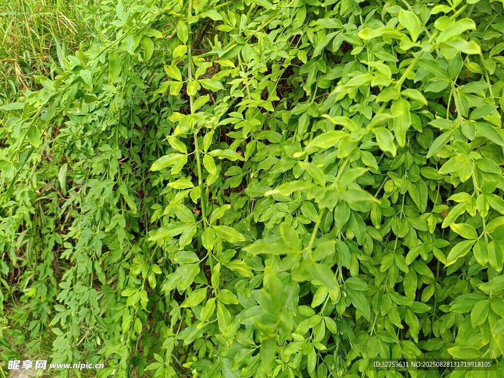 翠绿繁茂的藤蔓植物