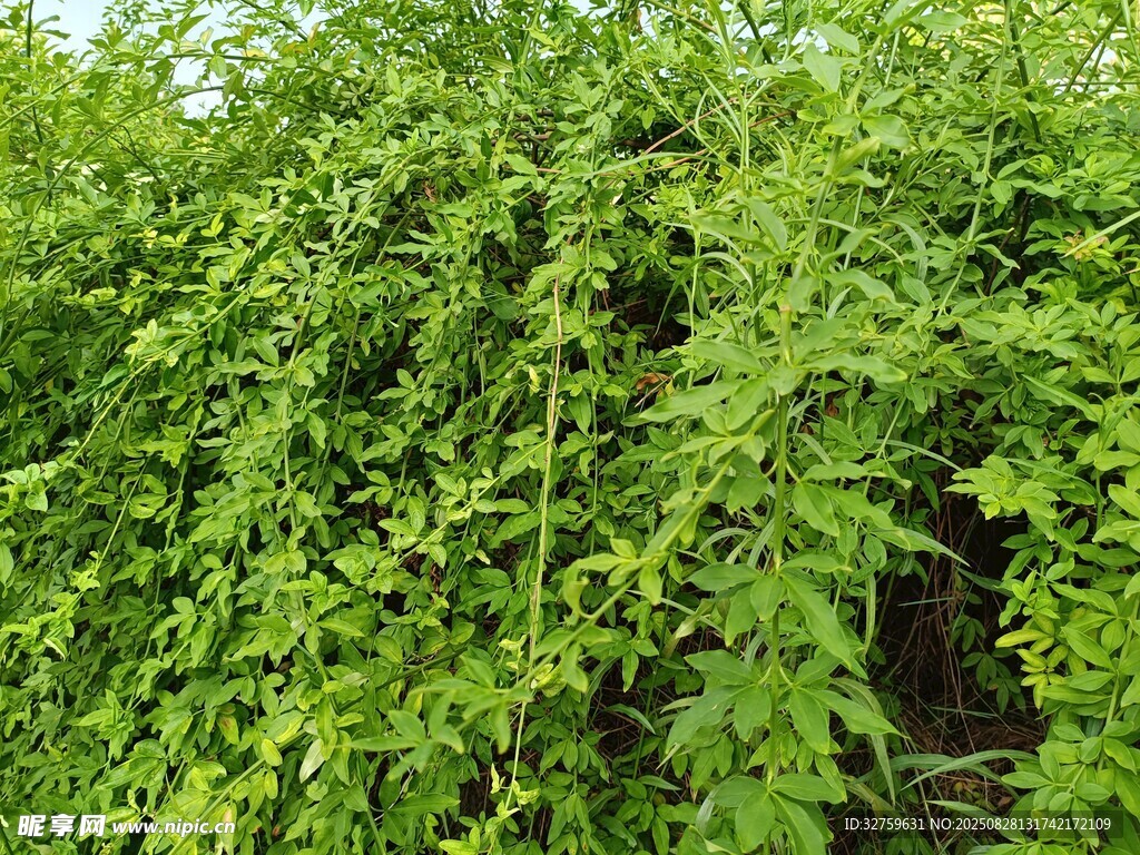 茂密绿植藤蔓景观