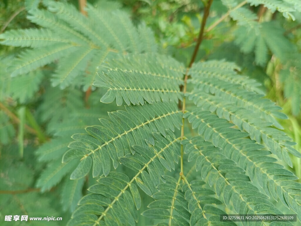 羽状复叶的绿色植物