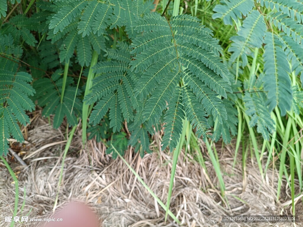 茂密绿植下的自然景象