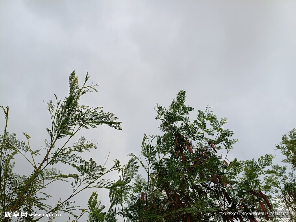 天空下的绿植