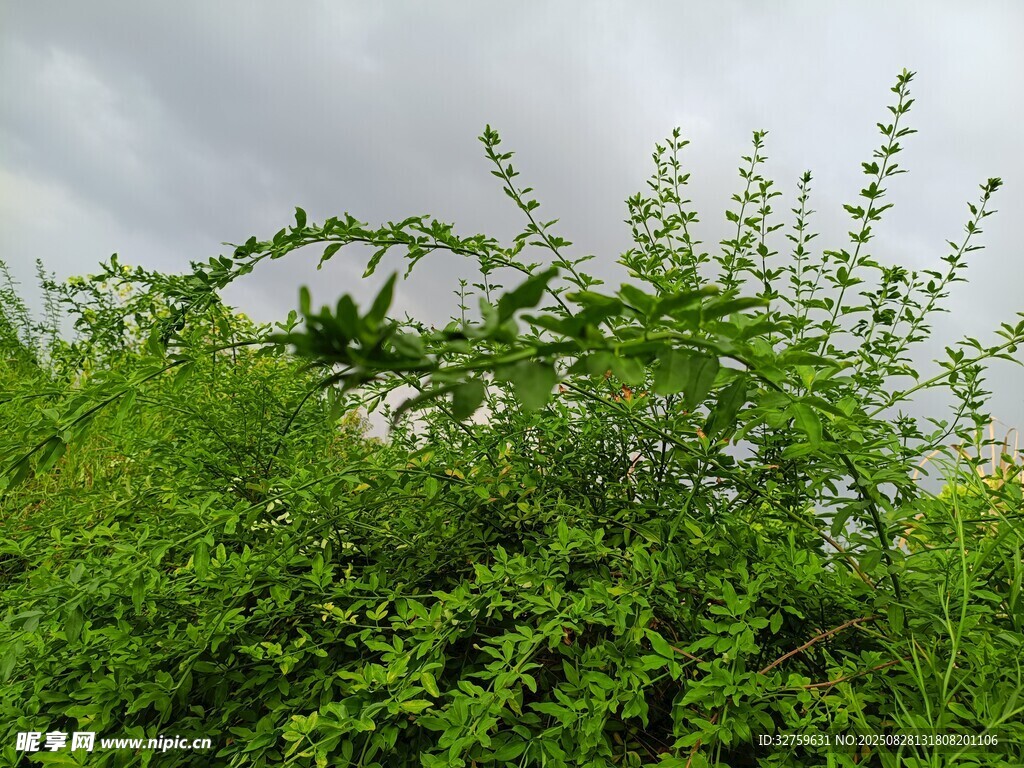 绿意盎然的蓬勃植物