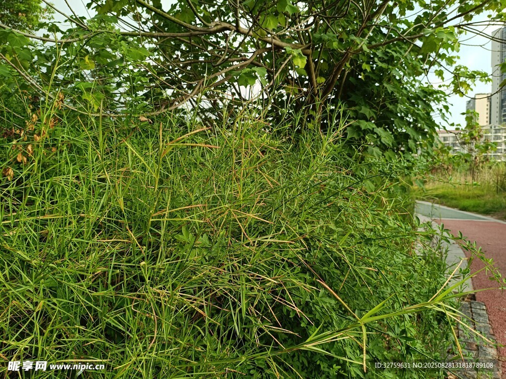 路边茂盛绿植景观