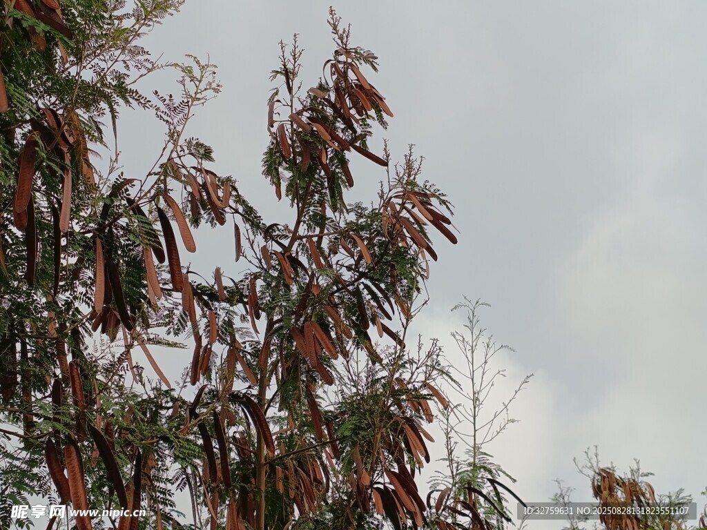 枝头挂果的植物景象