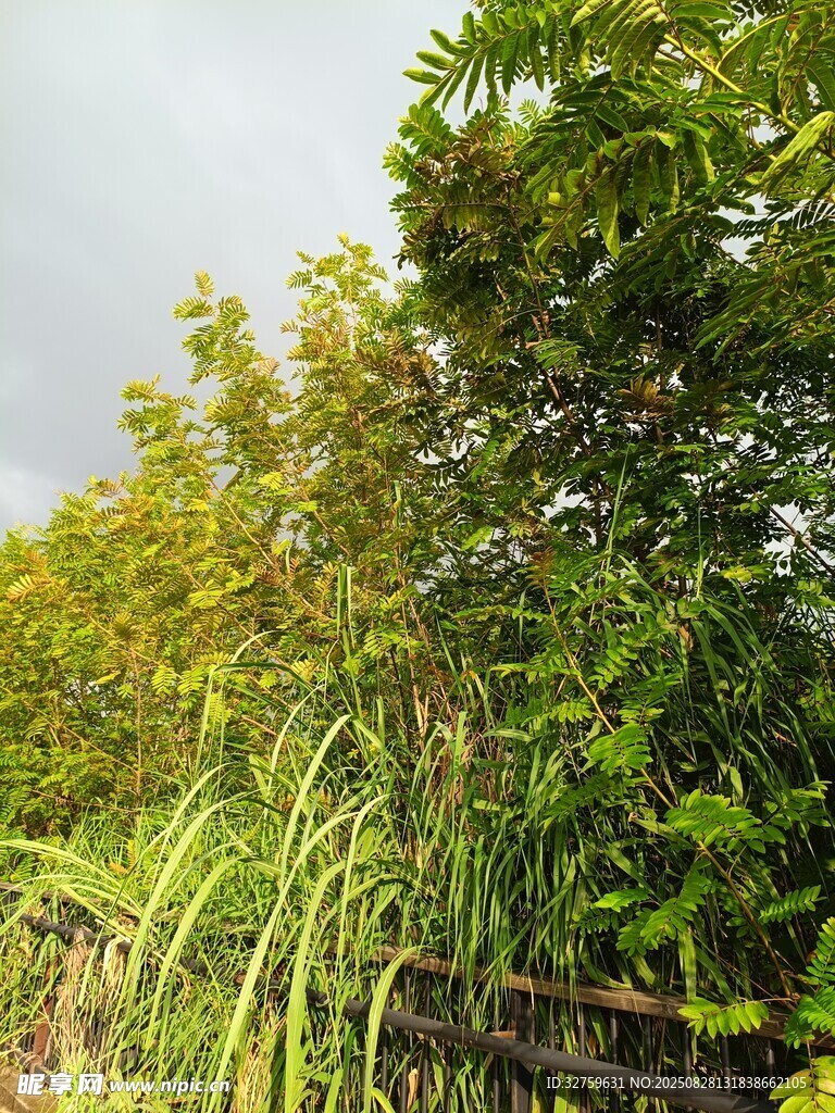 繁茂绿植景观