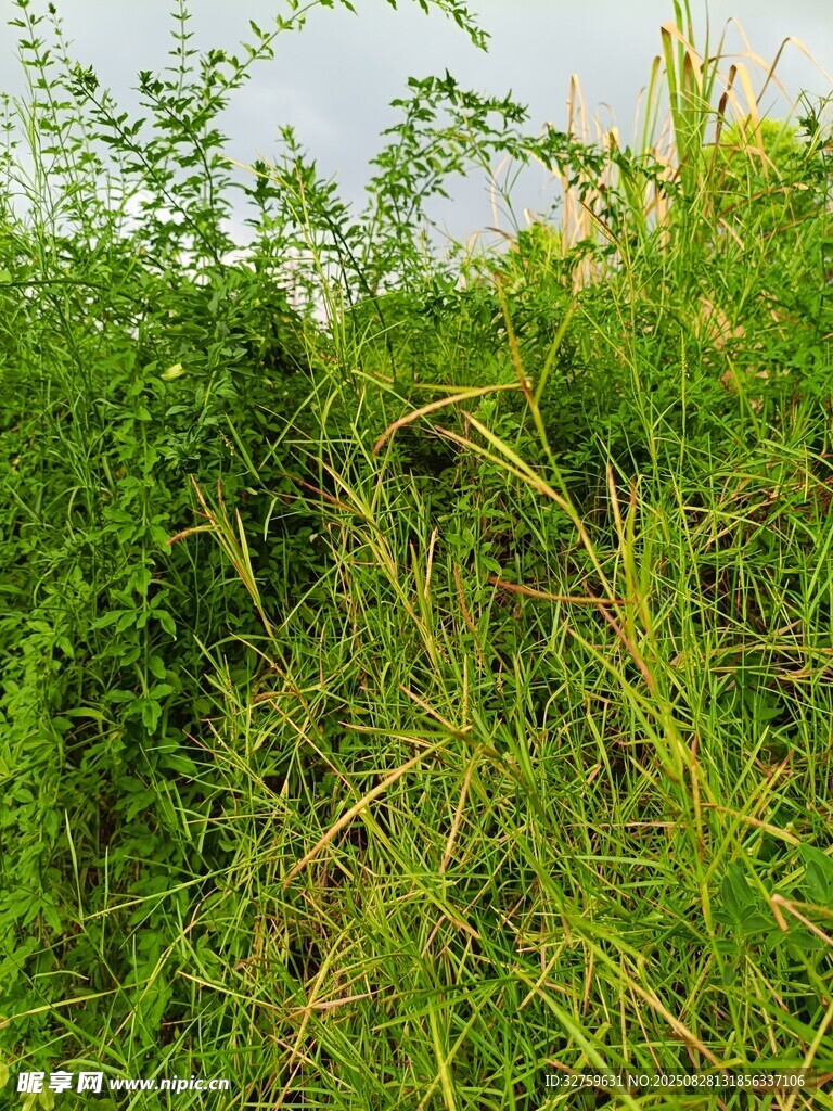 阳光下的茂盛草丛