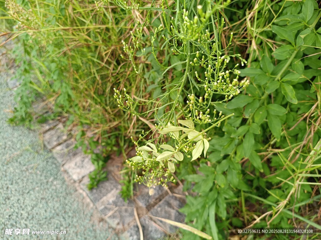 路边繁茂绿植与黄色小花