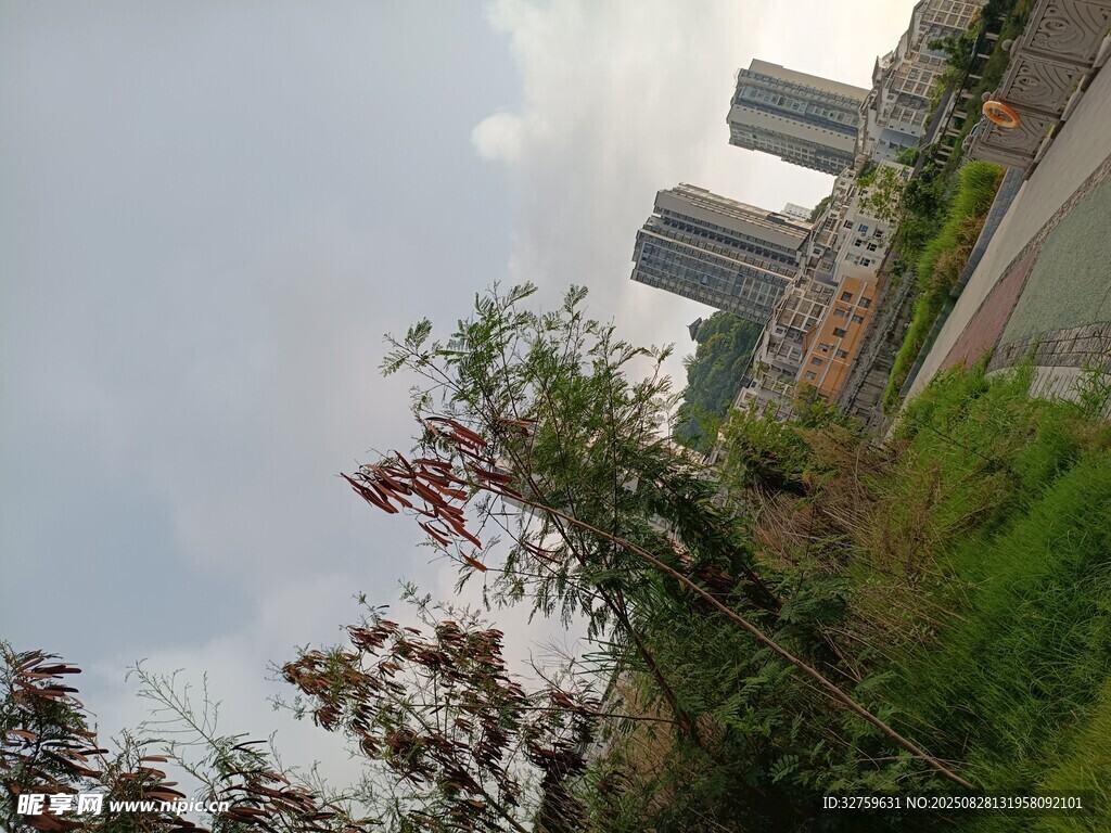 城市中的绿植与高楼景观