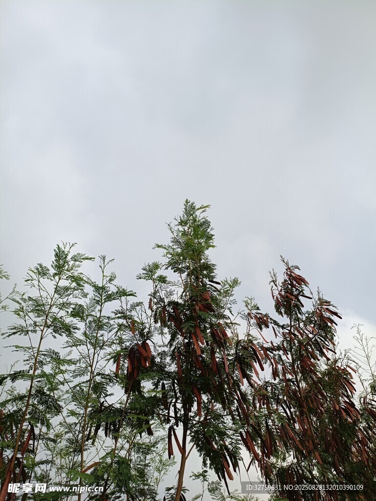 树梢之上的灰白天空