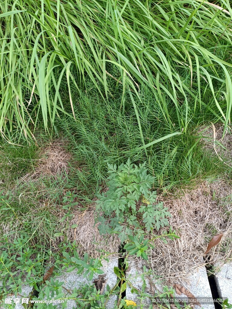 翠绿草丛中的生机景象