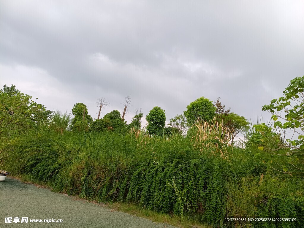 路边葱郁绿植景观