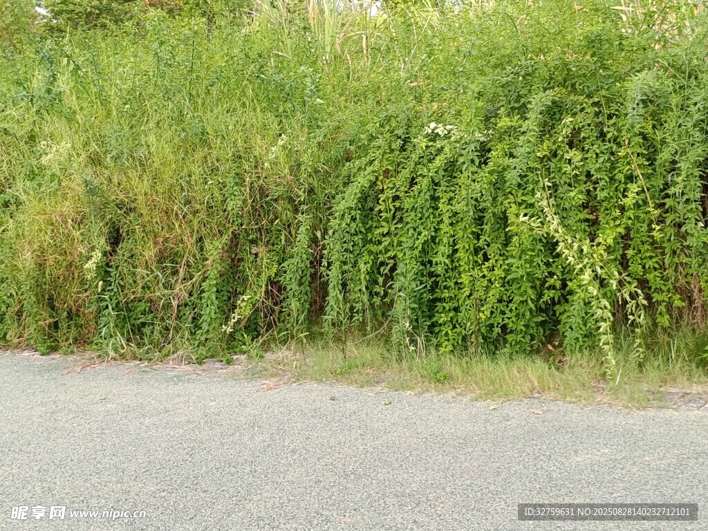 路边繁茂绿植景观