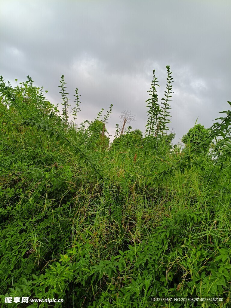 野外繁茂的绿色植被景观