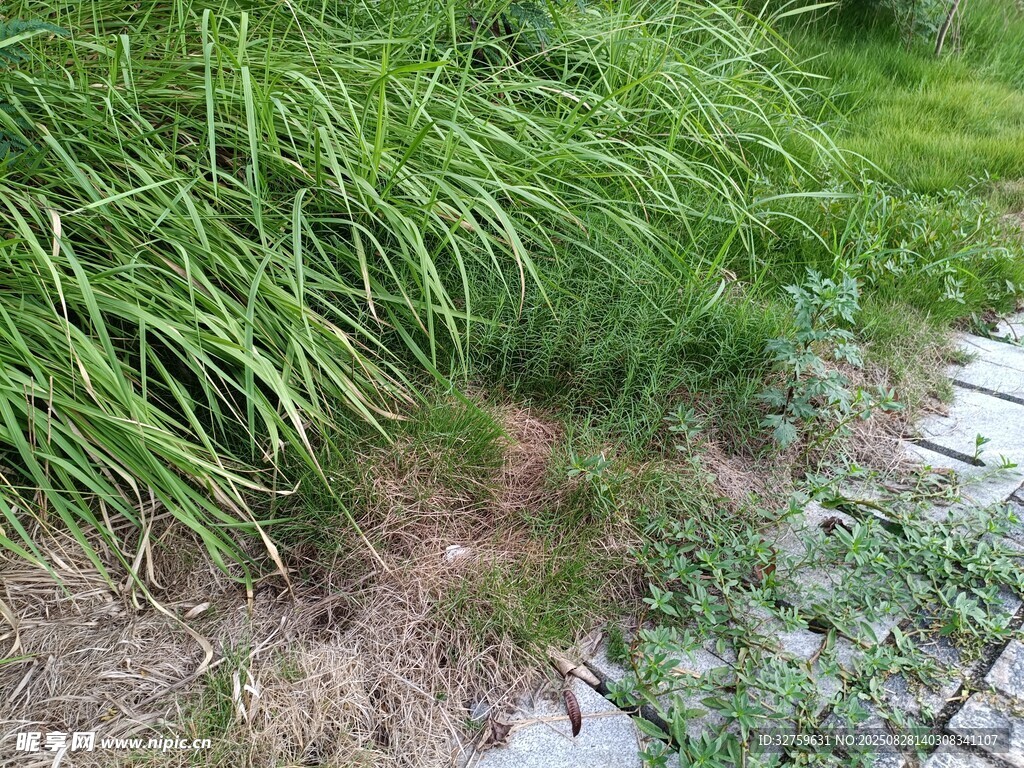 路边翠绿草丛景观