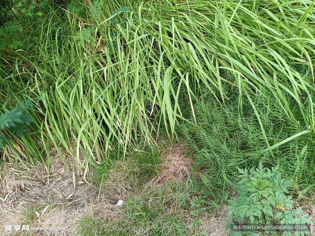 翠绿草丛