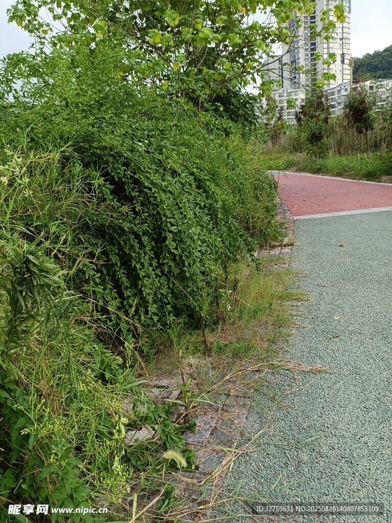 路边繁茂绿植景观