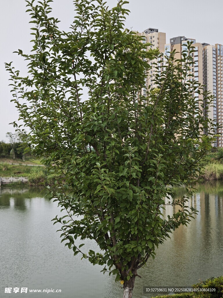 湖畔绿树与高楼景致