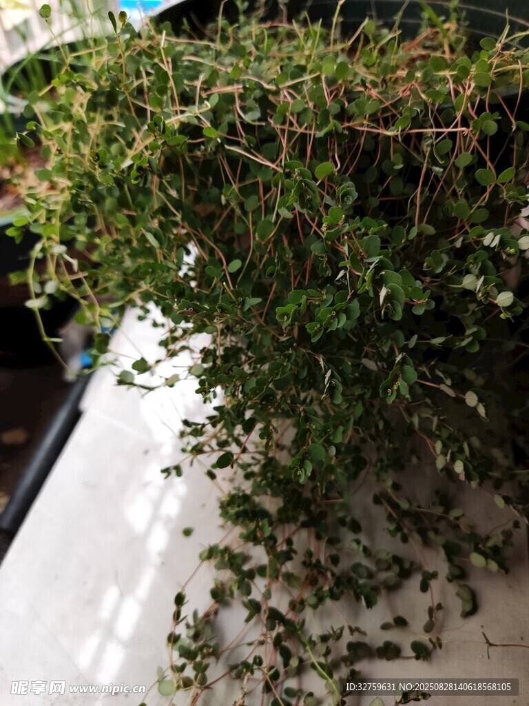 垂挂绿植 