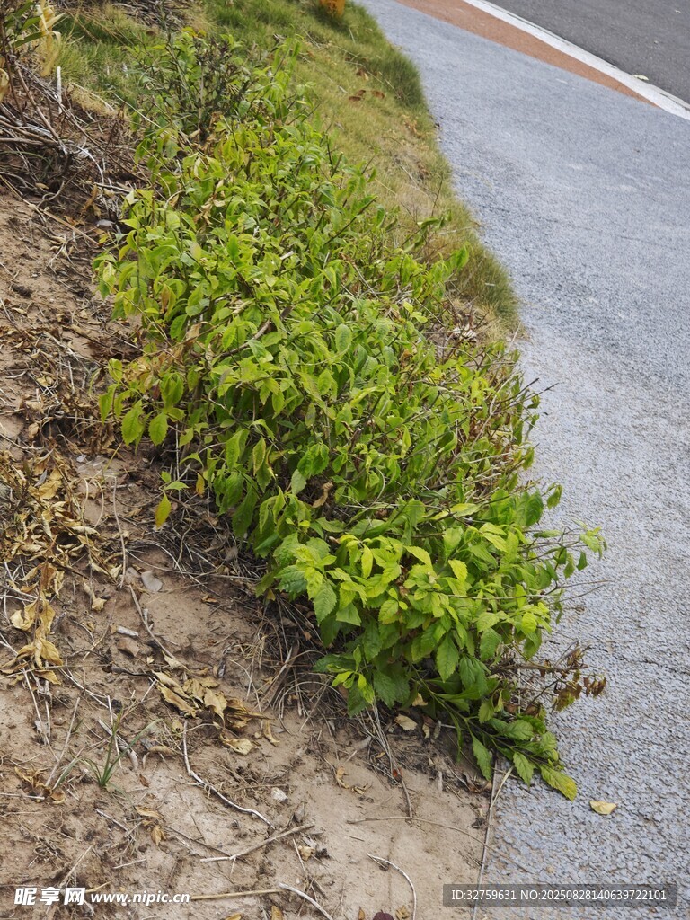 路边嫩绿植物