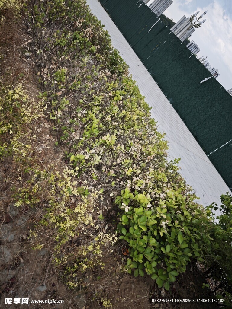 墙边绿植景观