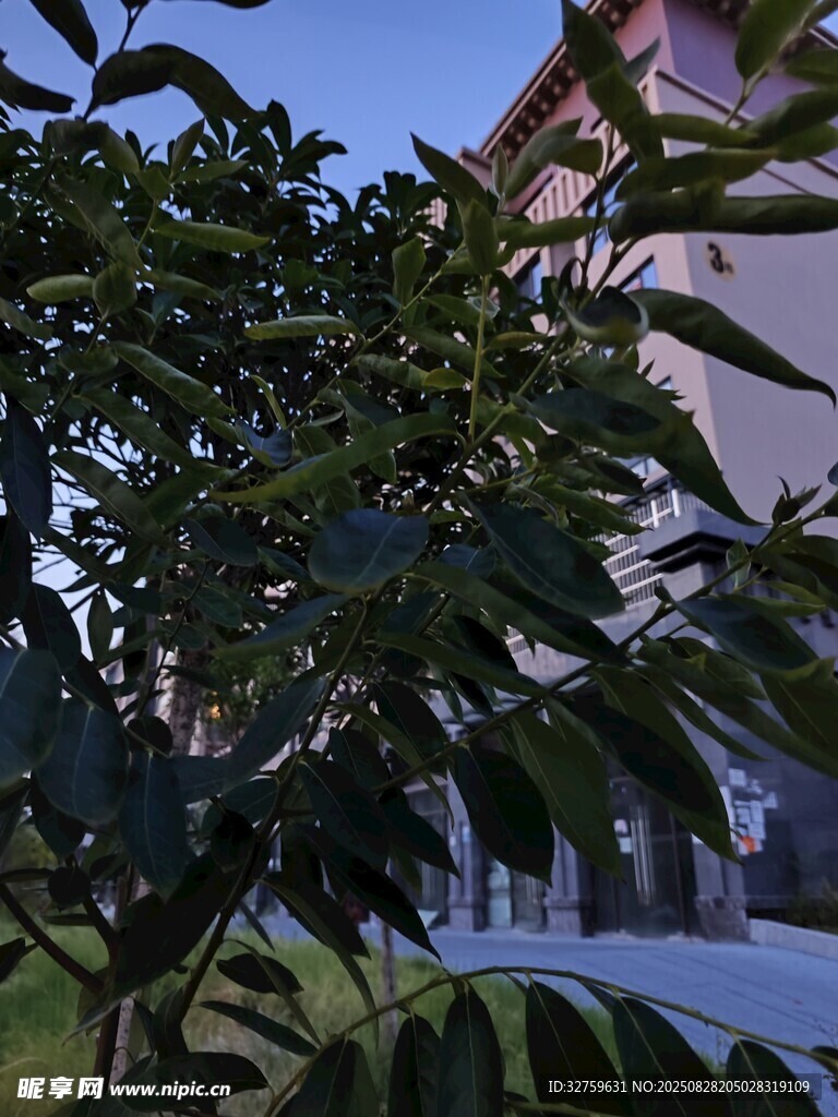 绿叶繁茂的树与背景建筑