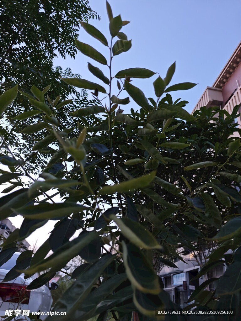 绿叶繁茂的枝头景象