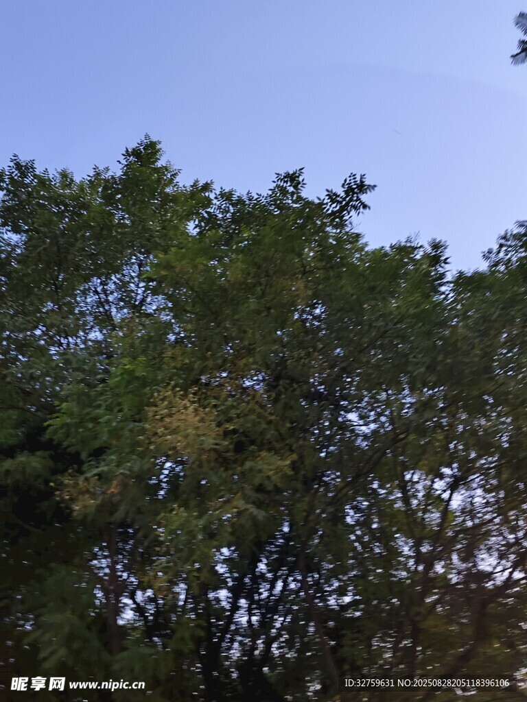 蓝天映衬下的葱郁树冠