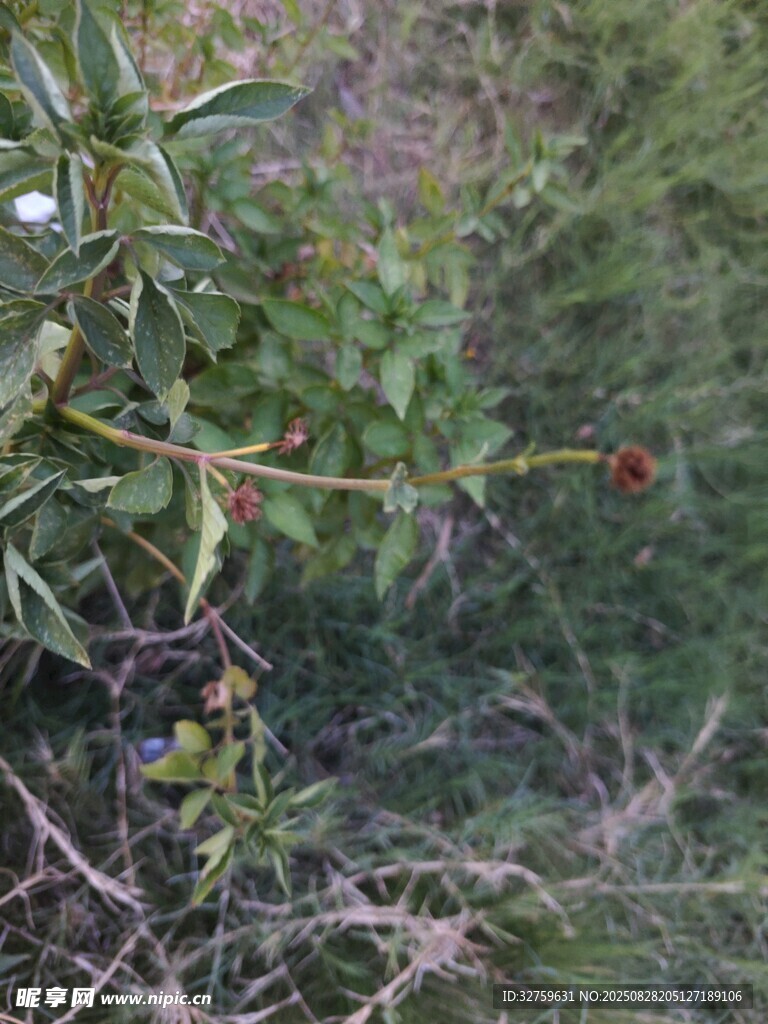 野外绿植枝叶特写
