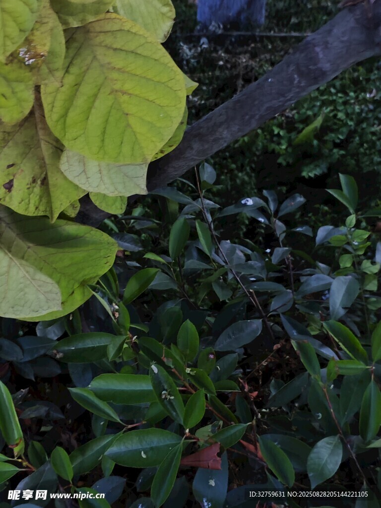 绿叶丛中的多彩植物景观