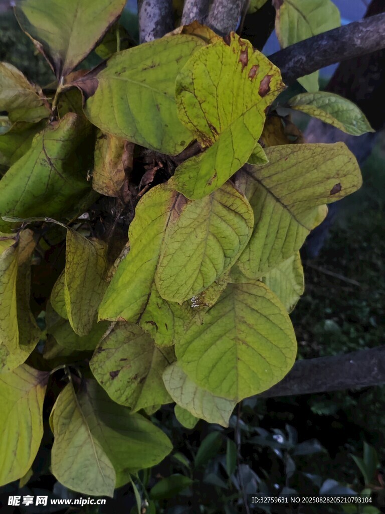 黄绿相间的植物叶片